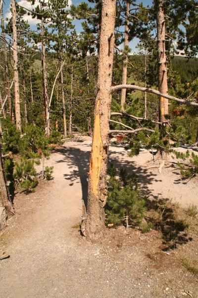 Trip (154).JPG - Bears have used this tree as a scratching post along the Yellowstone River